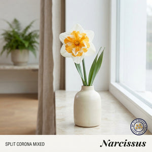 Mixed Split-Corona Daffodil Bulbs – Pack of 5