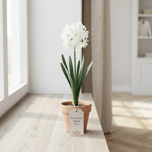Narcissus ‘Thalia’ Daffodil Bulbs – Pack of 7