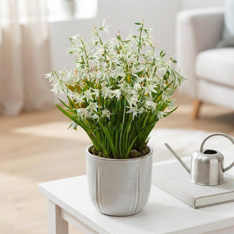 Star of Bethlehem Ornithogalum nutans Flower Bulbs