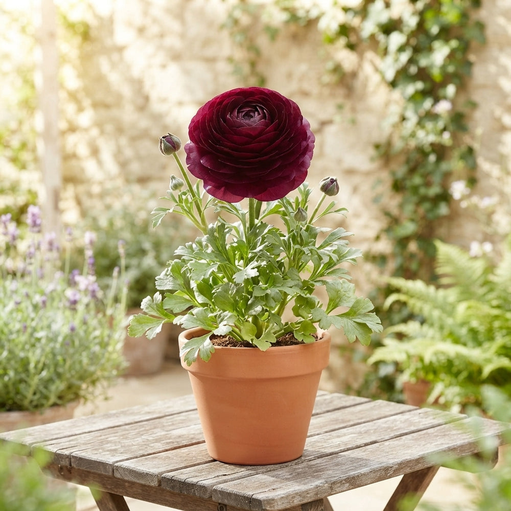 Purple Ranunculus Asiaticus Flower Bulbs – Pack of 10