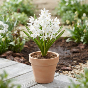 White Siberian Squill Scilla siberica 'Alba' Bulbs – 8/9cm