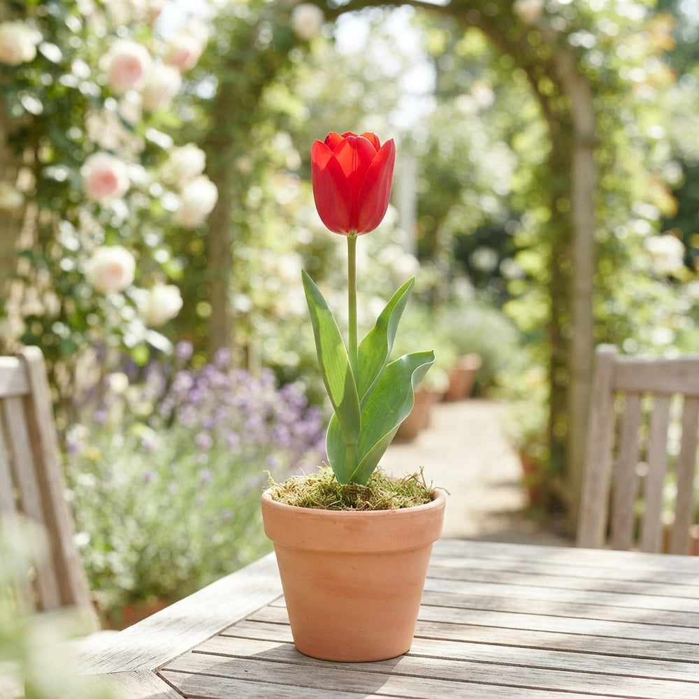 Tulipa ‘Amsterdam’ Red Flower Bulbs – Pack of 10