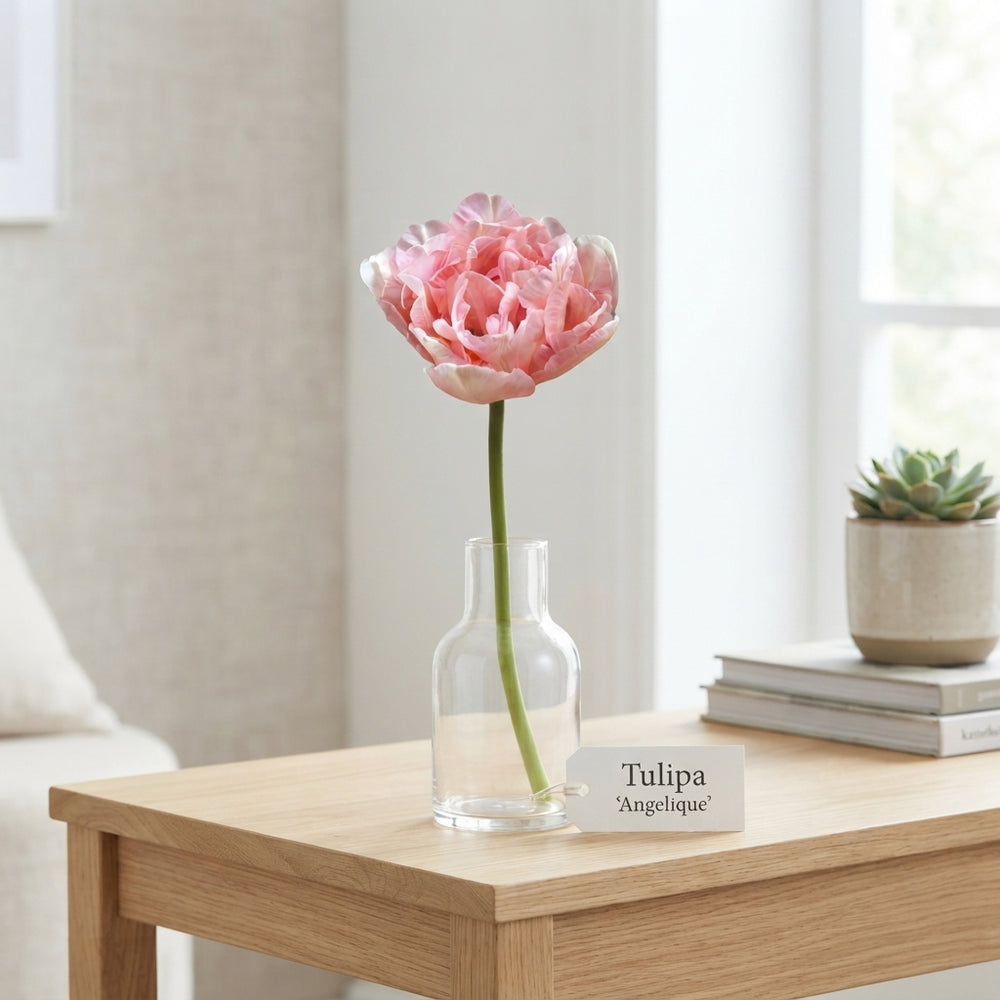 Tulipa ‘Angelique’ Double Pink Tulip Bulbs – 7 Bulbs