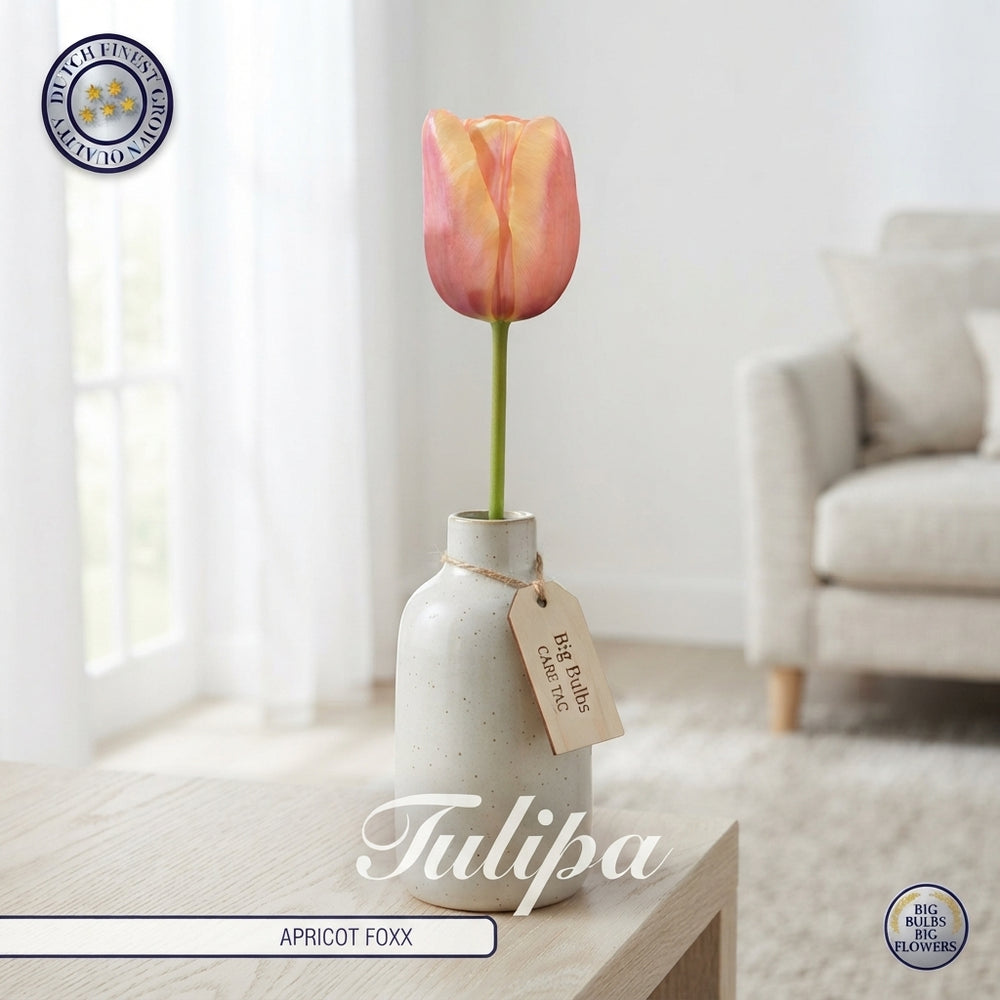 Tulipa ‘Apricot Foxx’ Tulip Bulbs – 12/+
