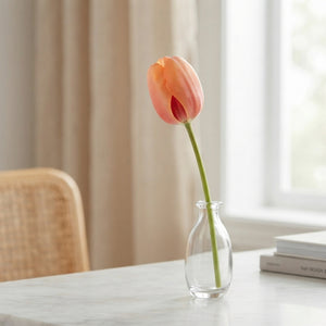 Tulipa ‘Apricot Impression’ Tulip Bulbs – 12/+