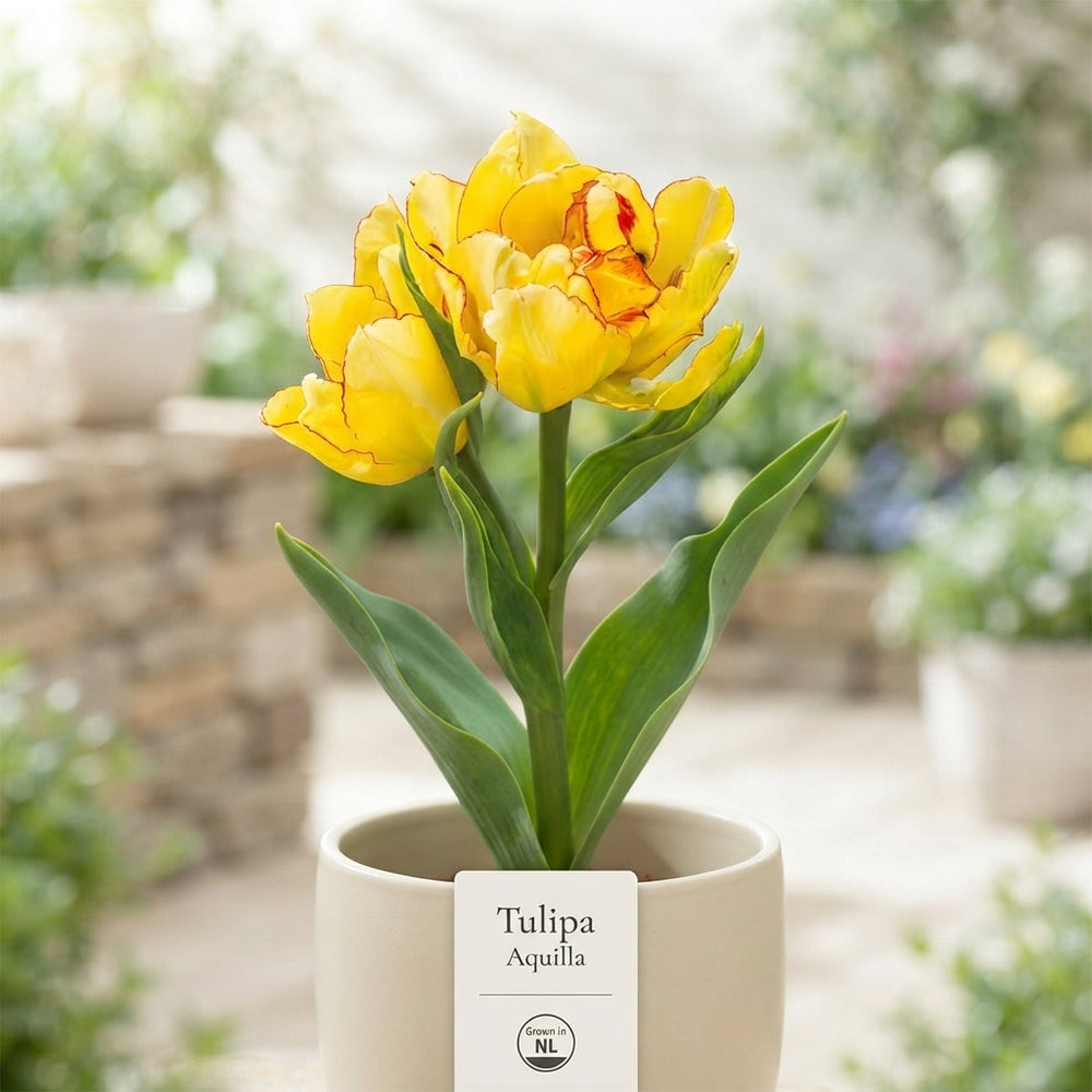 Tulipa 'Aquilla' Double-Flowered Tulip Bulbs – Pack of 7