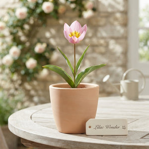 Tulipa bakeri ‘Lilac Wonder’ Flower Bulbs – Pack of 10