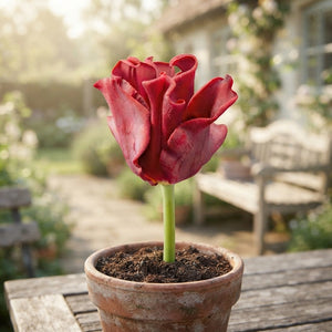 Tulipa ‘Crown Red Dress’ Flower Bulbs – Pack of 7