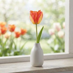 Tulip ‘American Dream’ Darwin Hybrid Bulbs – Pack of 10