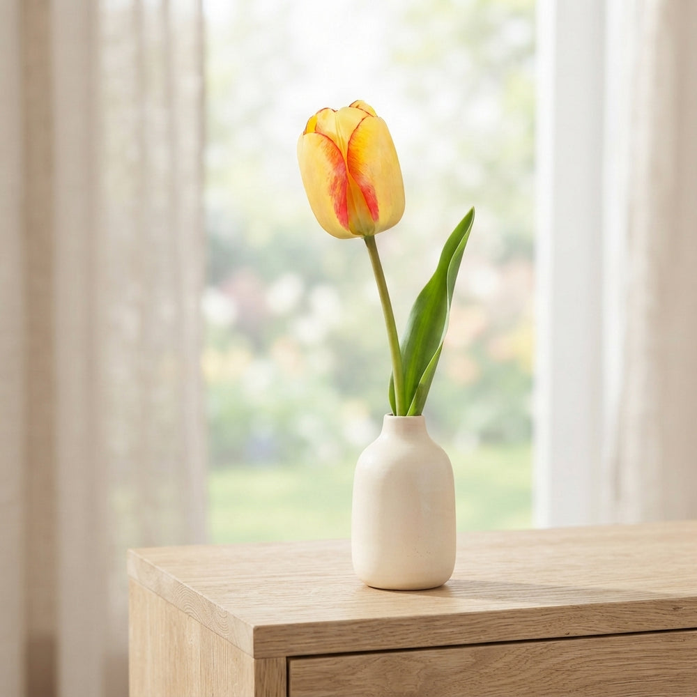 Tulipa ‘Beauty of Spring’ Darwin Hybrid Tulip Bulbs