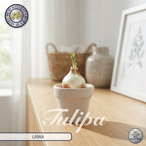 Tulipa Darwin Hybrid ‘Lanka’ Tulip Bulbs – Pack of 7