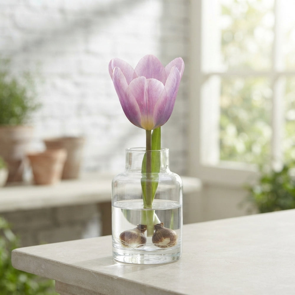 Tulipa ‘Light and Dreamy’ Darwin Hybrid Tulip Bulbs