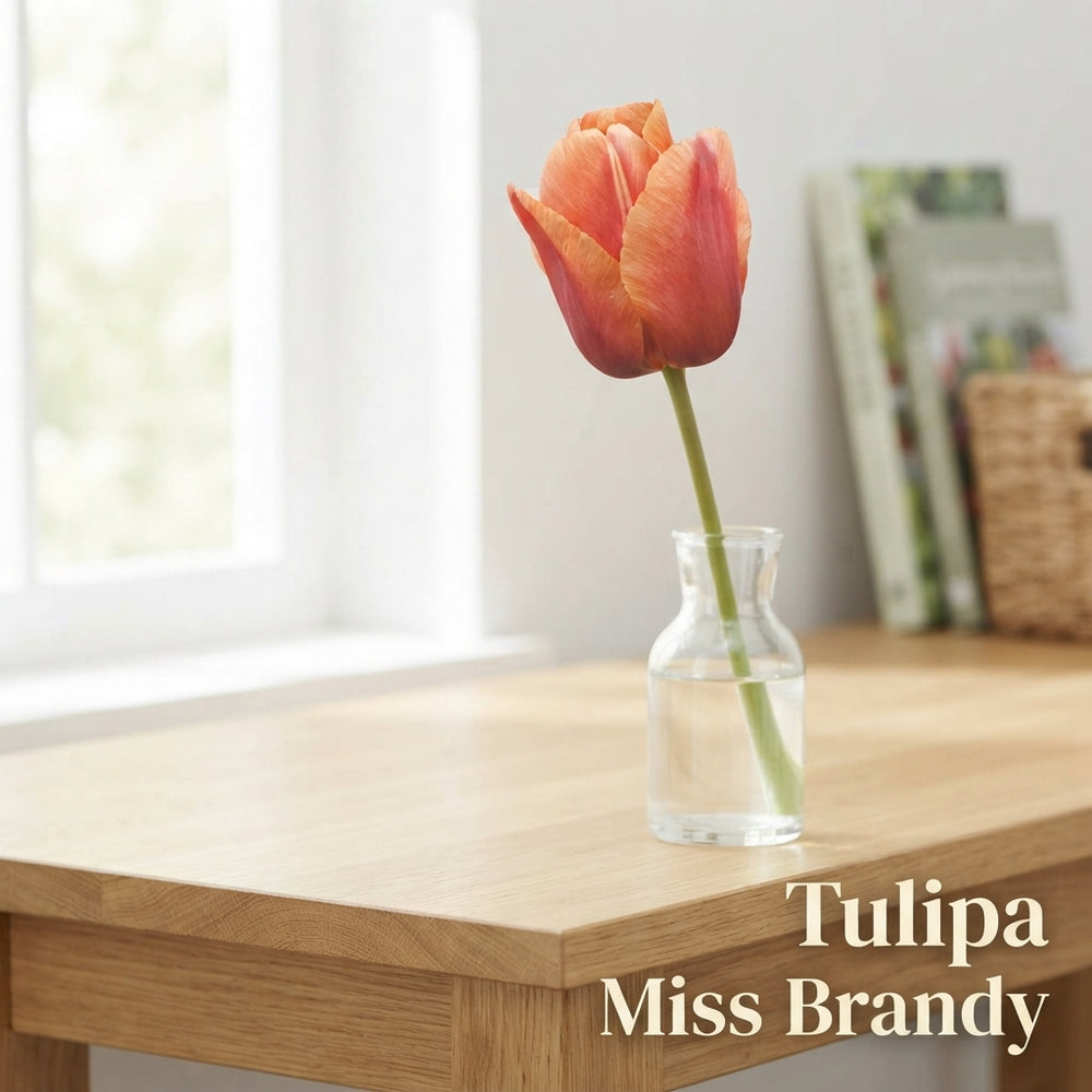 Tulipa ‘Miss Brandy’ Darwin Hybrid Tulip Bulbs – Pack of 7