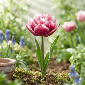 Double Early ‘Columbus’ Tulip Bulbs – Pack of 7