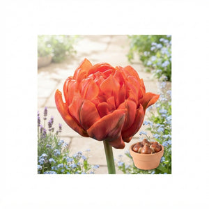 Tulip ‘Double Early Orca’ Bulbs – Pack of 7