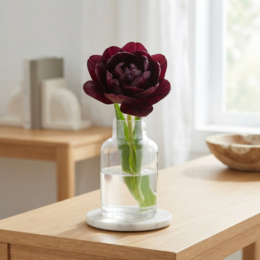 Black Hero Double Late Tulip Bulbs – 7 Bulbs