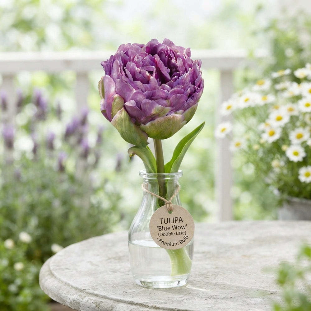 Tulip ‘Double Late Blue Wow’ Flower Bulbs – 7 Bulbs