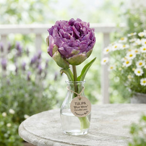 Tulip ‘Double Late Blue Wow’ Flower Bulbs – 7 Bulbs