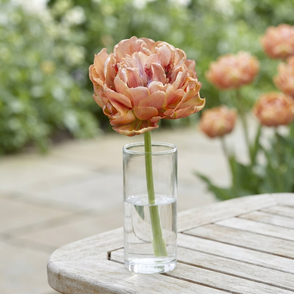 Copper Double Late Tulip Bulbs – 7 Bulbs