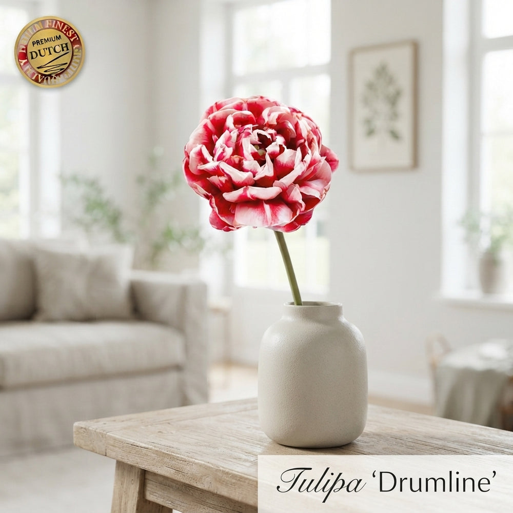 Tulipa 'Drumline' Double Late Tulip Bulbs – Pack of 7