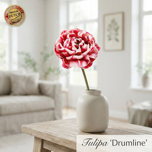 Tulipa 'Drumline' Double Late Tulip Bulbs – Pack of 7