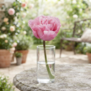 Tulipa Double Late ‘Mariage’ Tulip Bulbs – 7 Bulbs