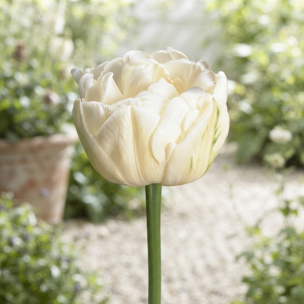 Double Late Tulip ‘Mount Tacoma’ Bulbs – 7 Pack