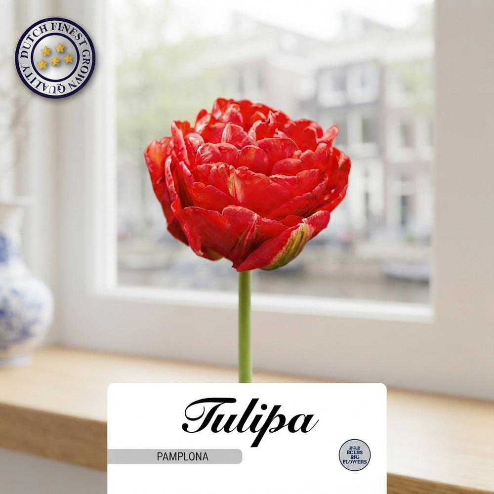 Tulipa ‘Double Late Pamplona’ Tulip Bulbs – Pack of 7