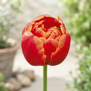 Tulipa 'Queensday' Double Late Tulip Bulbs – Pack of 7