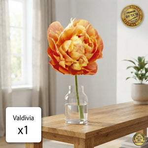 Tulipa ‘Valdivia’ Double Late Tulip Bulbs – 7 Bulbs
