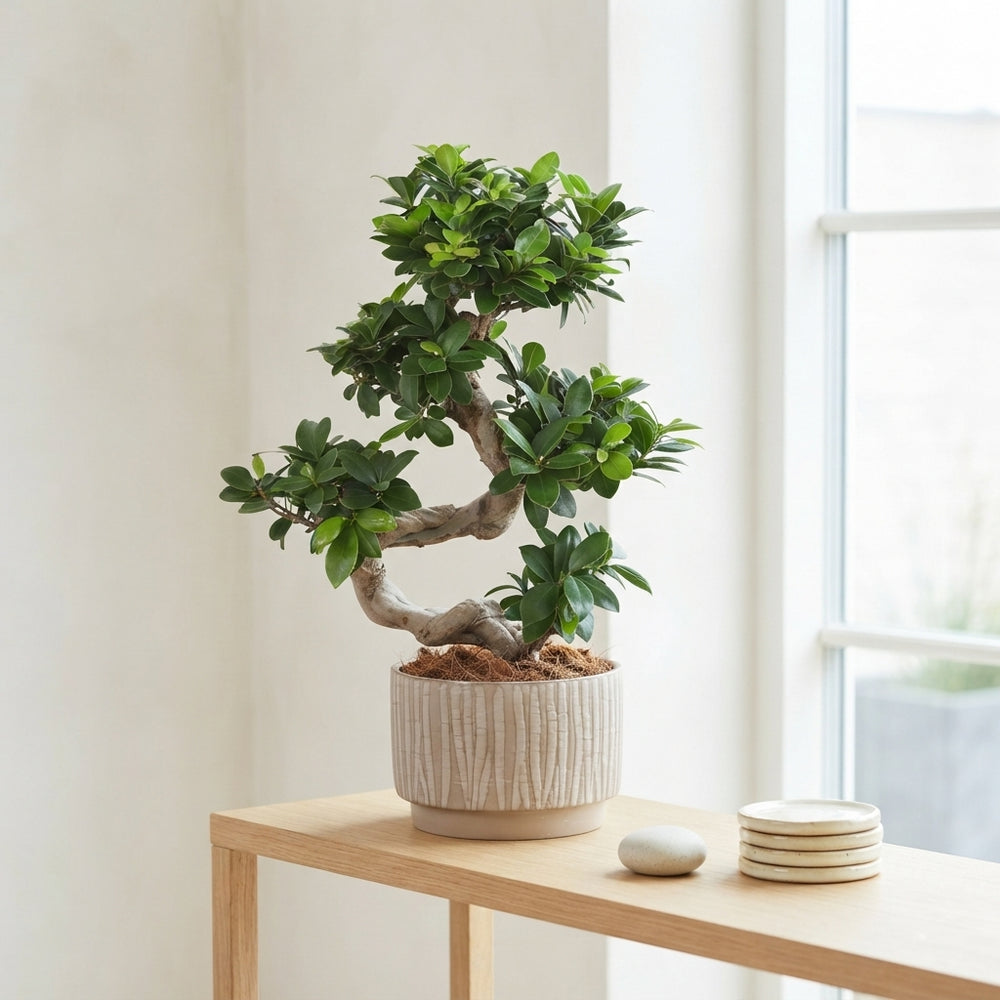 Ficus Ginseng Bonsai (Ficus microcarpa) – 22cm Ceramic Pot