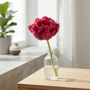 Tulipa Double Late ‘World Bowl’ Bulbs – Pack of 7