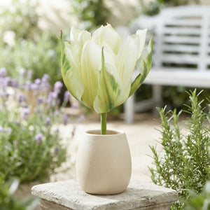 Tulipa fosteriana ‘Exotic Emperor’ Tulip Bulbs – Pack of 7