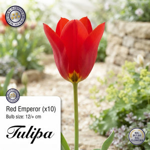 Tulipa Fosteriana ‘Orange Emperor’ Tulip Bulbs