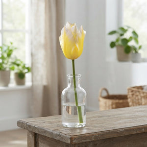 Tulipa fosteriana ‘Sweetheart’ Flower Bulbs – Pack of 7