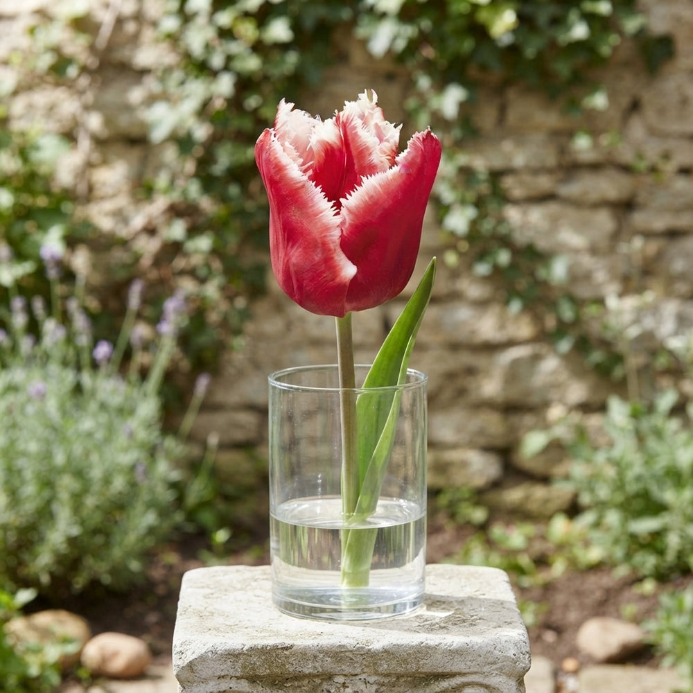 Fringed Tulip ‘Canasta’ Bulbs – Pack of 7