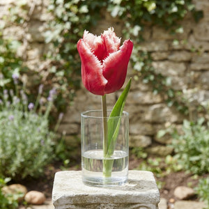 Fringed Tulip ‘Canasta’ Bulbs – Pack of 7