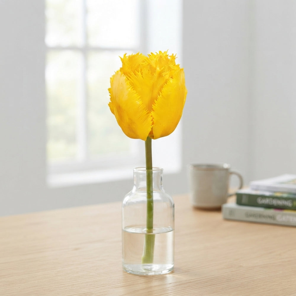 Tulipa ‘Fringed Crystal Star’ Tulip Bulbs – 12/+