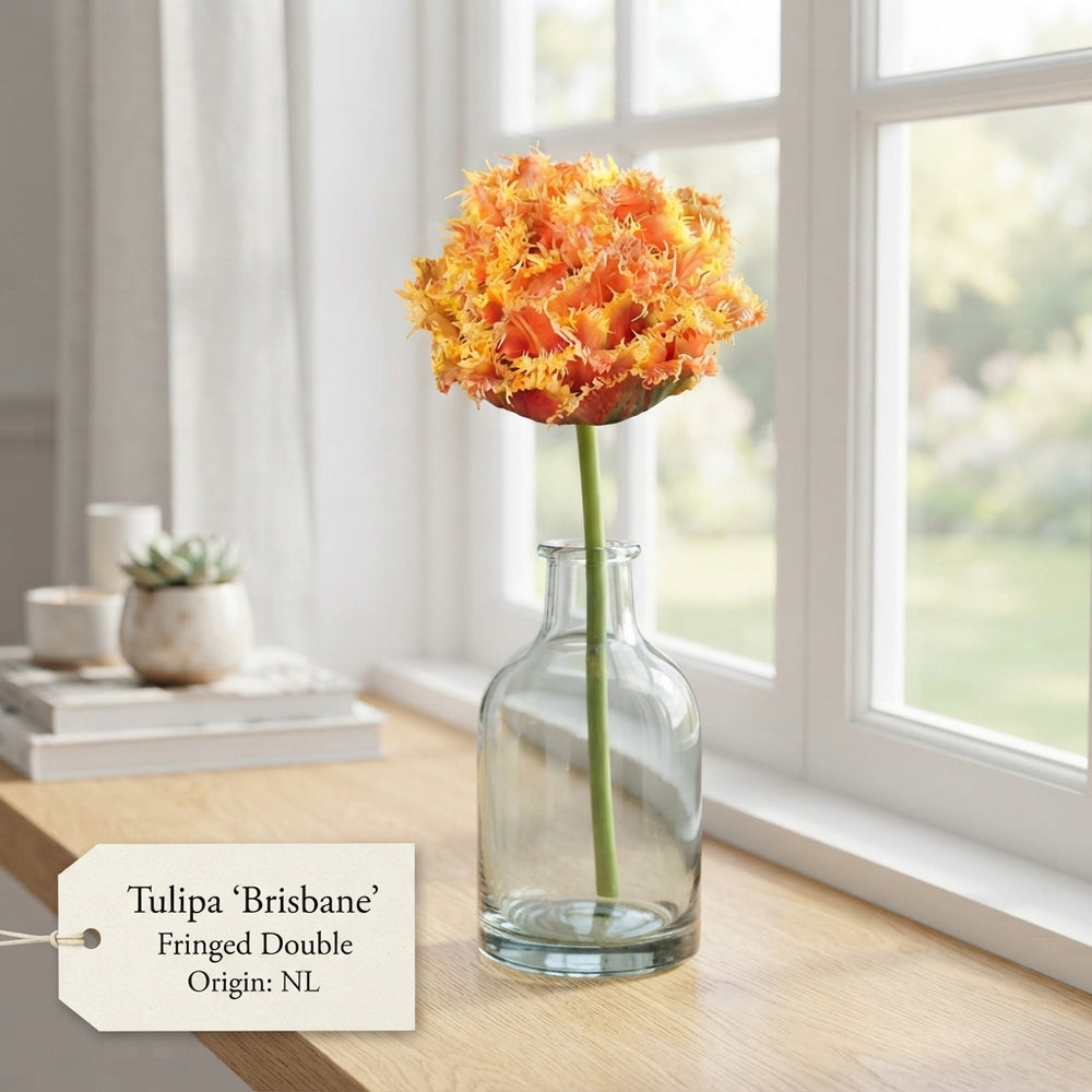 Brisbane Fringed Double Tulip Bulbs – 7 Bulbs