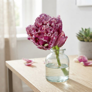 Tulipa ‘Fringed Double Match Point’ Bulbs – Pack of 7