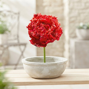Fringed Double Tulip ‘Quatar’ Bulbs – Pack of 7