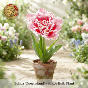 Fringed Double Tulip ‘Queensland’ Bulbs – Pack of 7