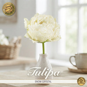 Tulipa ‘Fringed Double Snow Crystal’ Tulip Bulbs – Pack of 7