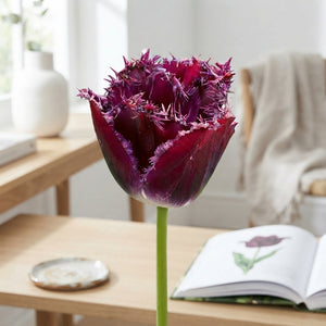 Fringed Tulip ‘Gorilla’ Bulbs – Pack of 7