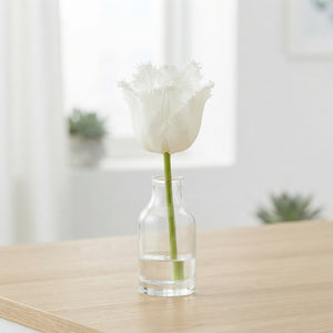 Tulipa ‘Fringed Honeymoon’ Tulip Bulbs – 7 Bulbs