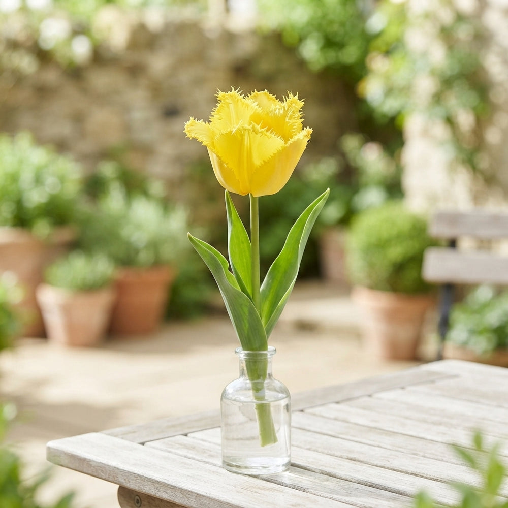 Mixed Fringed Tulip Bulbs – 12/+cm Bulb Size