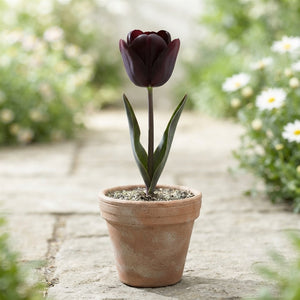 Tulipa ‘Black Jacky’ Garden Tulip Bulbs – Pack of 10