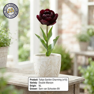 Tulipa ‘Garden Charming’ Flower Bulbs – 12/+