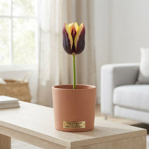 Tulipa ‘Garden Dance Club’ Tulip Bulbs – Pack of 10