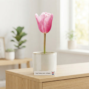 Tulip ‘Garden Feeling Love’ Bulbs – 12/+